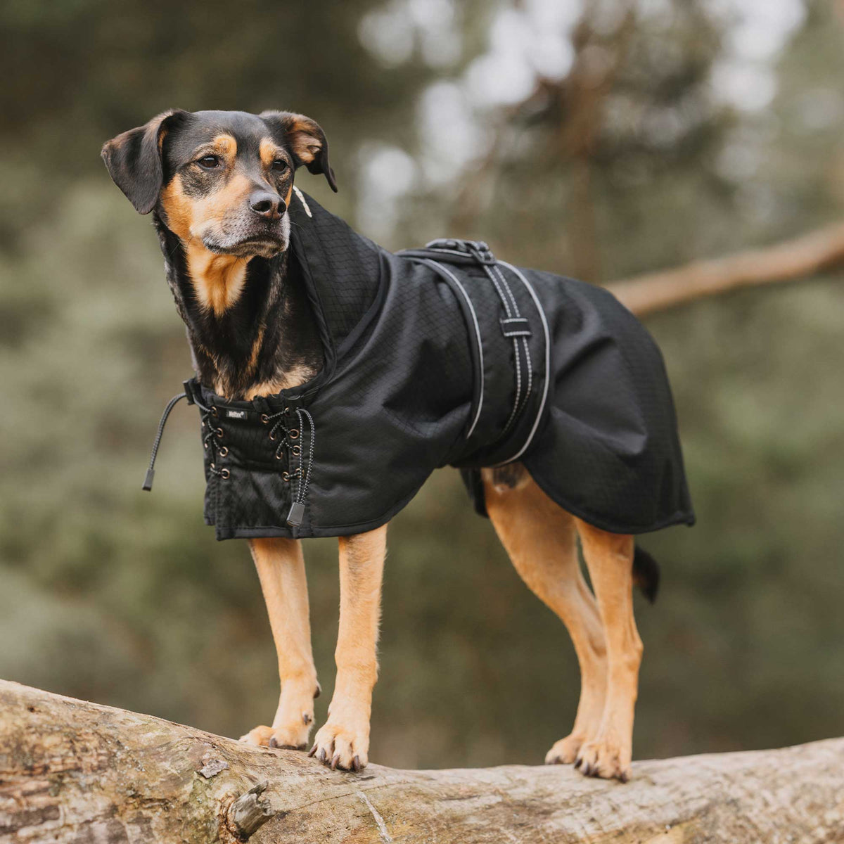 Allwetter-Hundemantel, gefüttert – Back on Track Germany