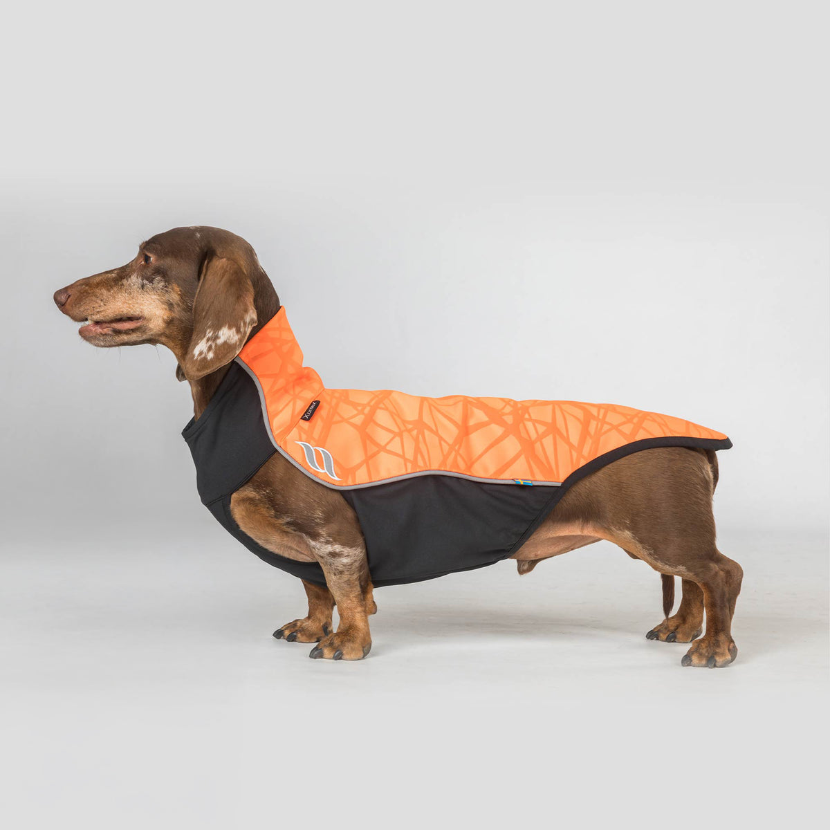 "Eddie" Petit pull pour chien