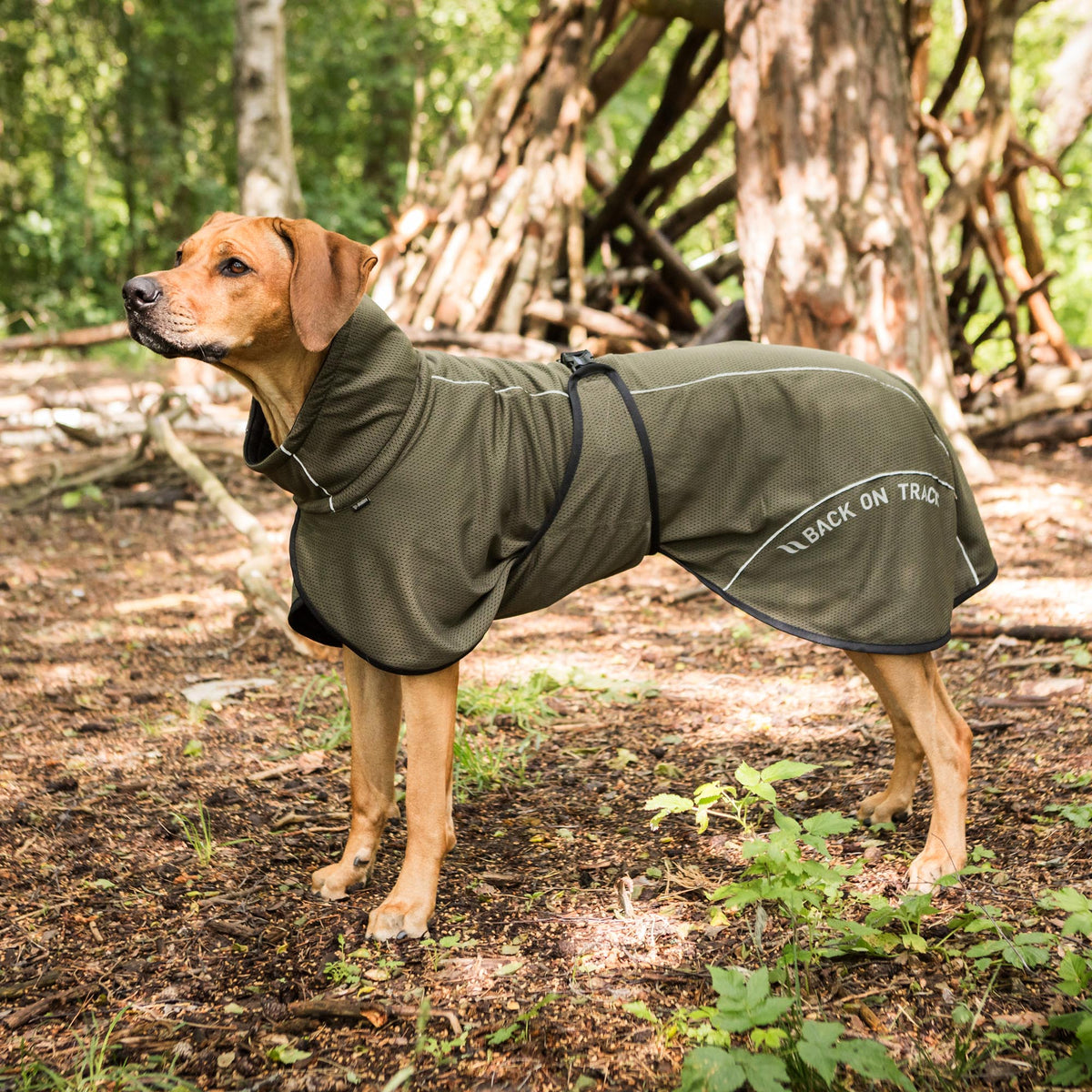 BAY Mesh dog coat, Low set tail