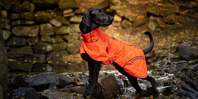 Guide: Discover raincoats for all kinds of dogs – and all kinds of rain