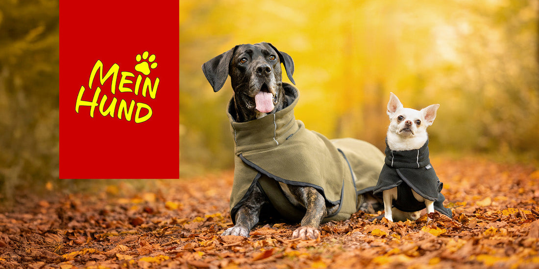 MEIN HUND MESSE: 31.10.-01.11.2026