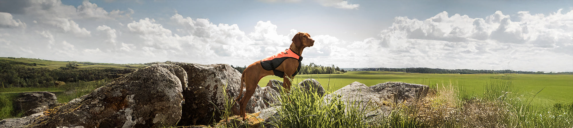 Dog Safety Gear