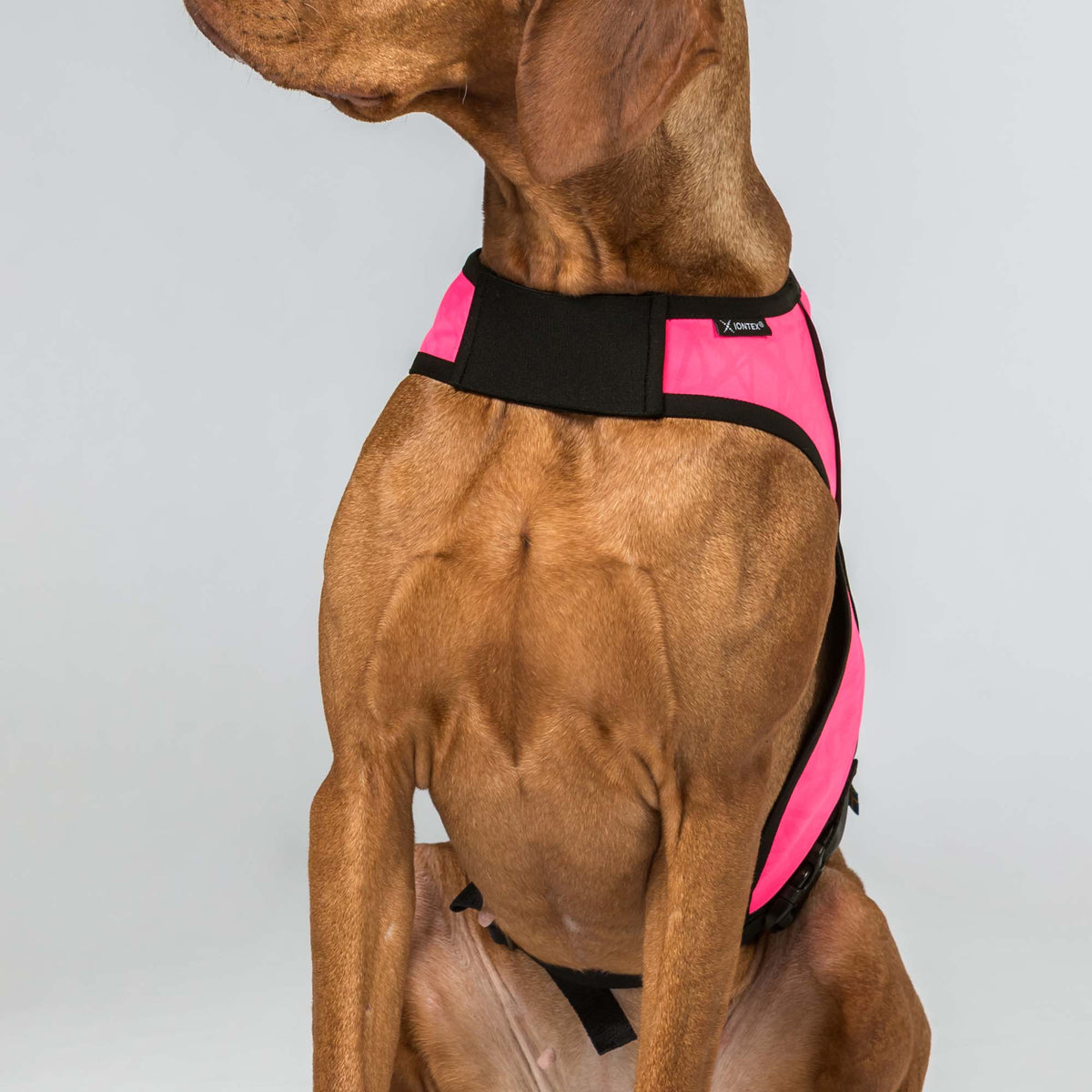 Gilet ad Alta Visibilità per Cani POINT