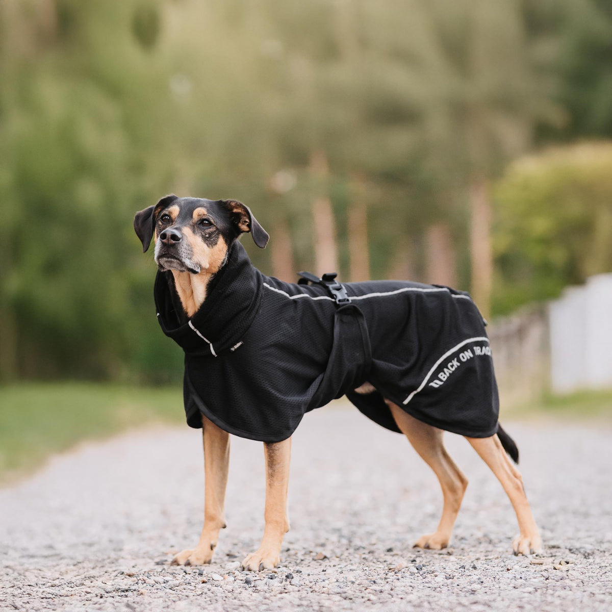 BAY Mesh dog coat, High set tail