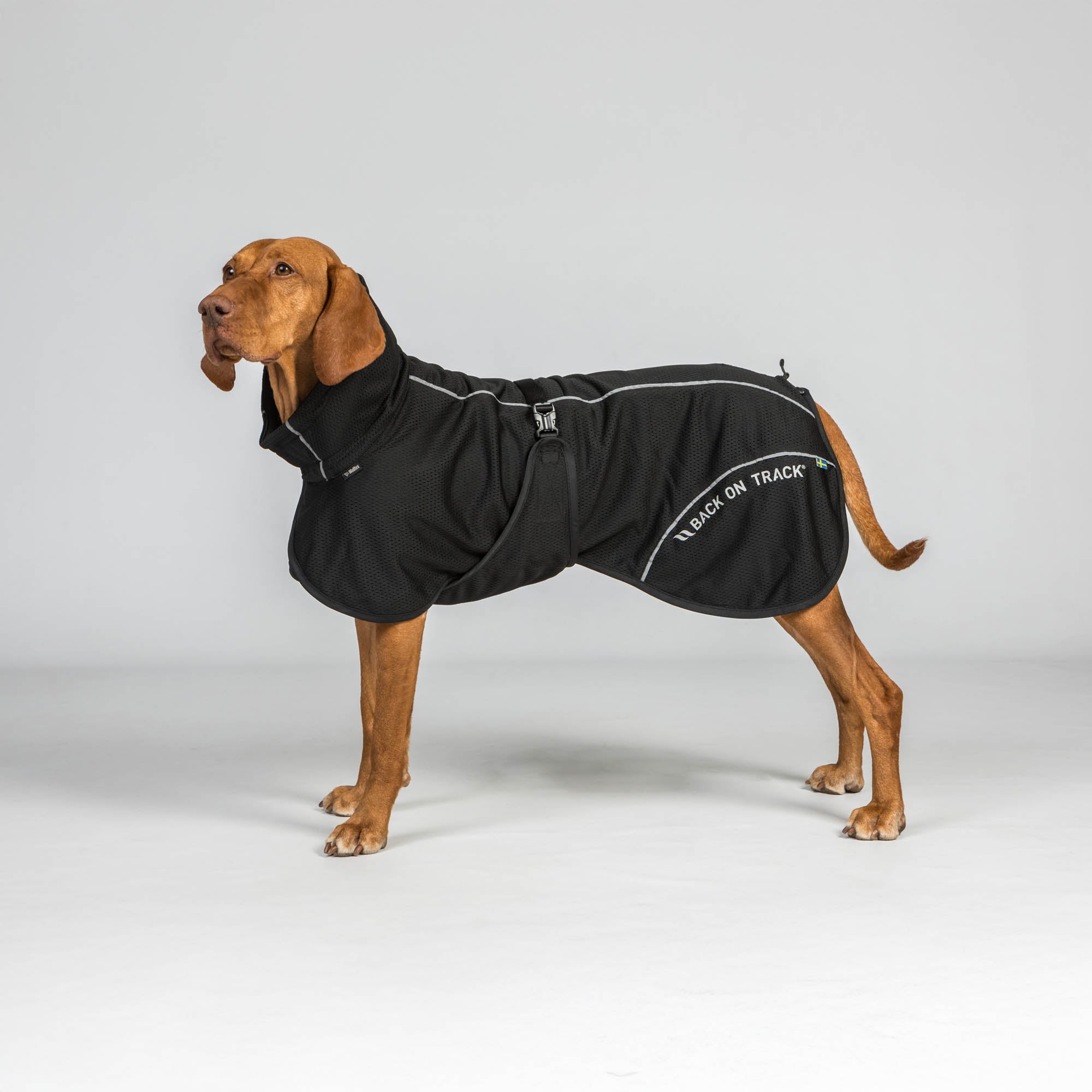 BAY Netz-Hundemantel, Hoher Rutenansatz
