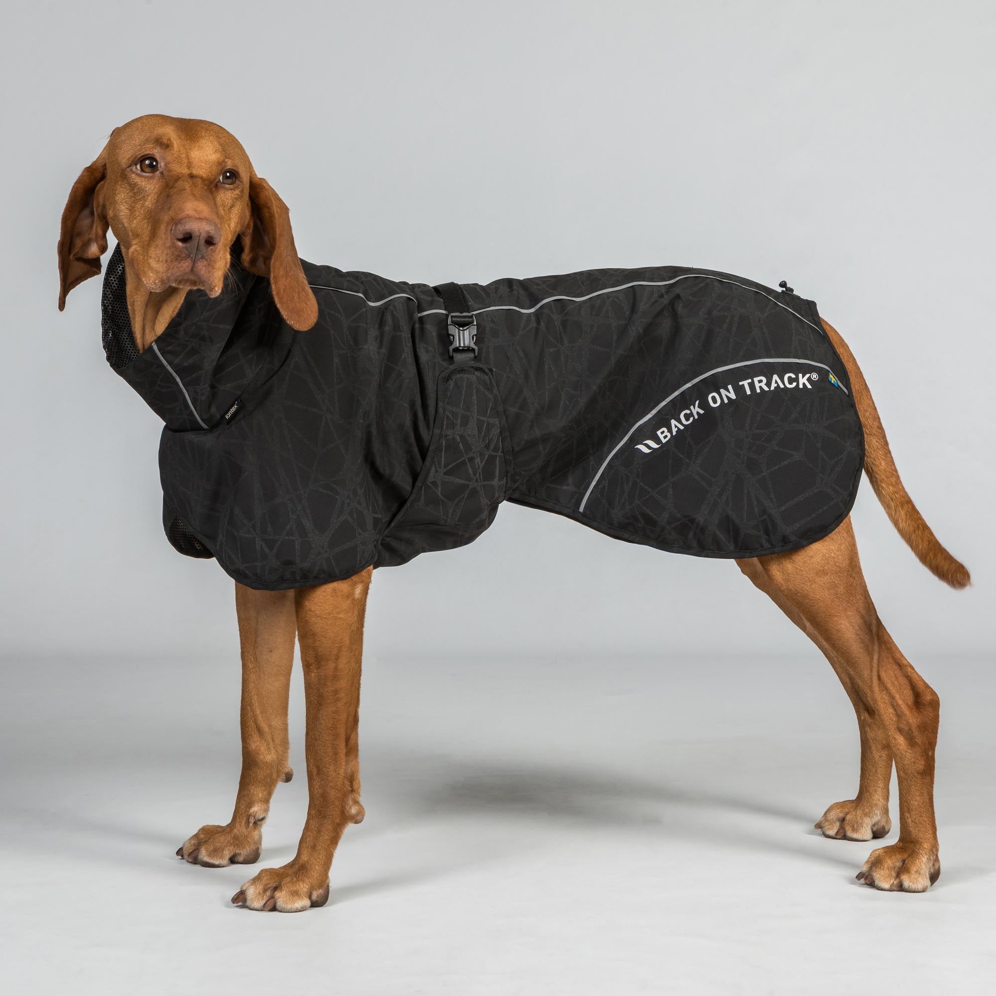 BAY Hunde-Regenmantel, Hoher Rutenansatz