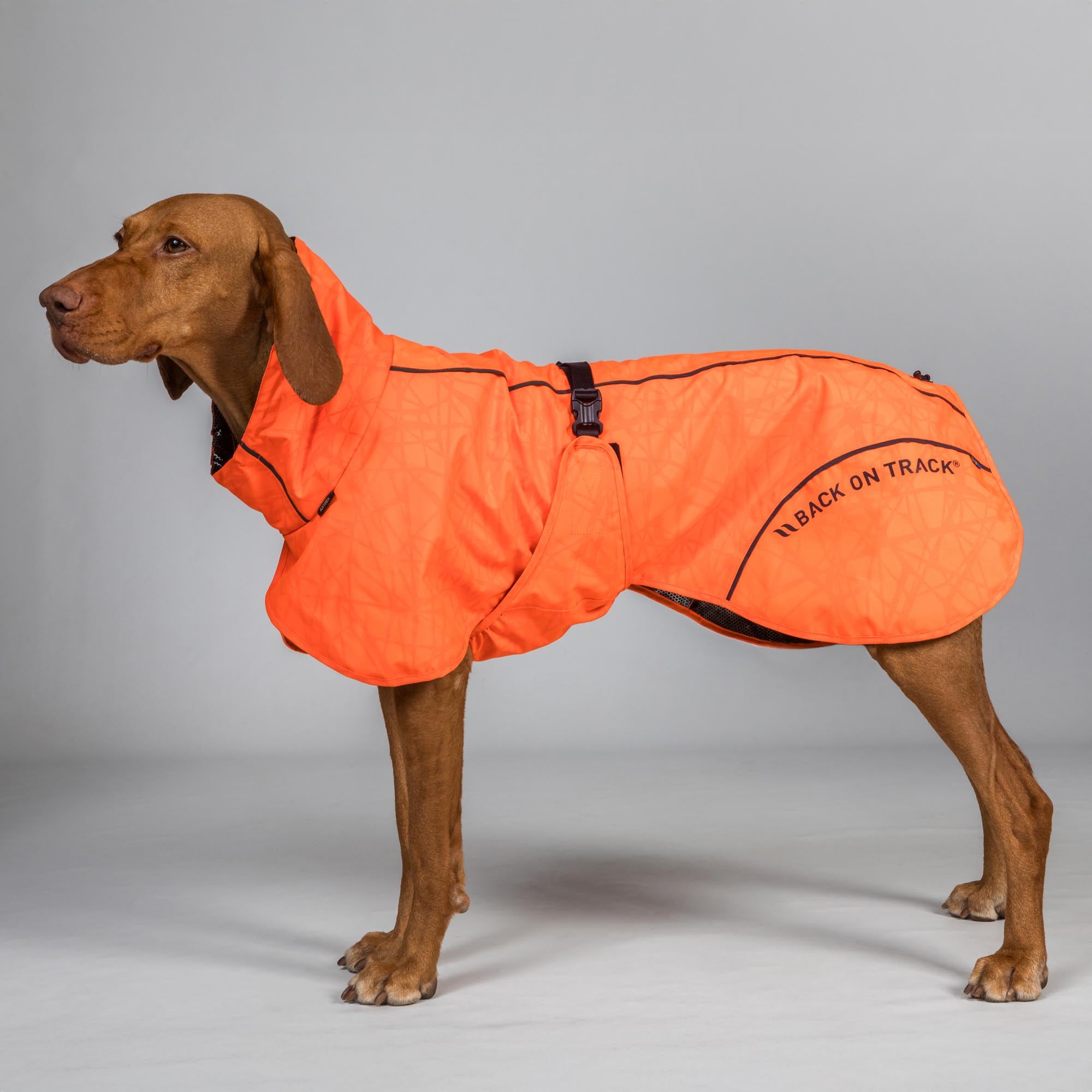 BAY Hunde-Regenmantel, Hoher Rutenansatz