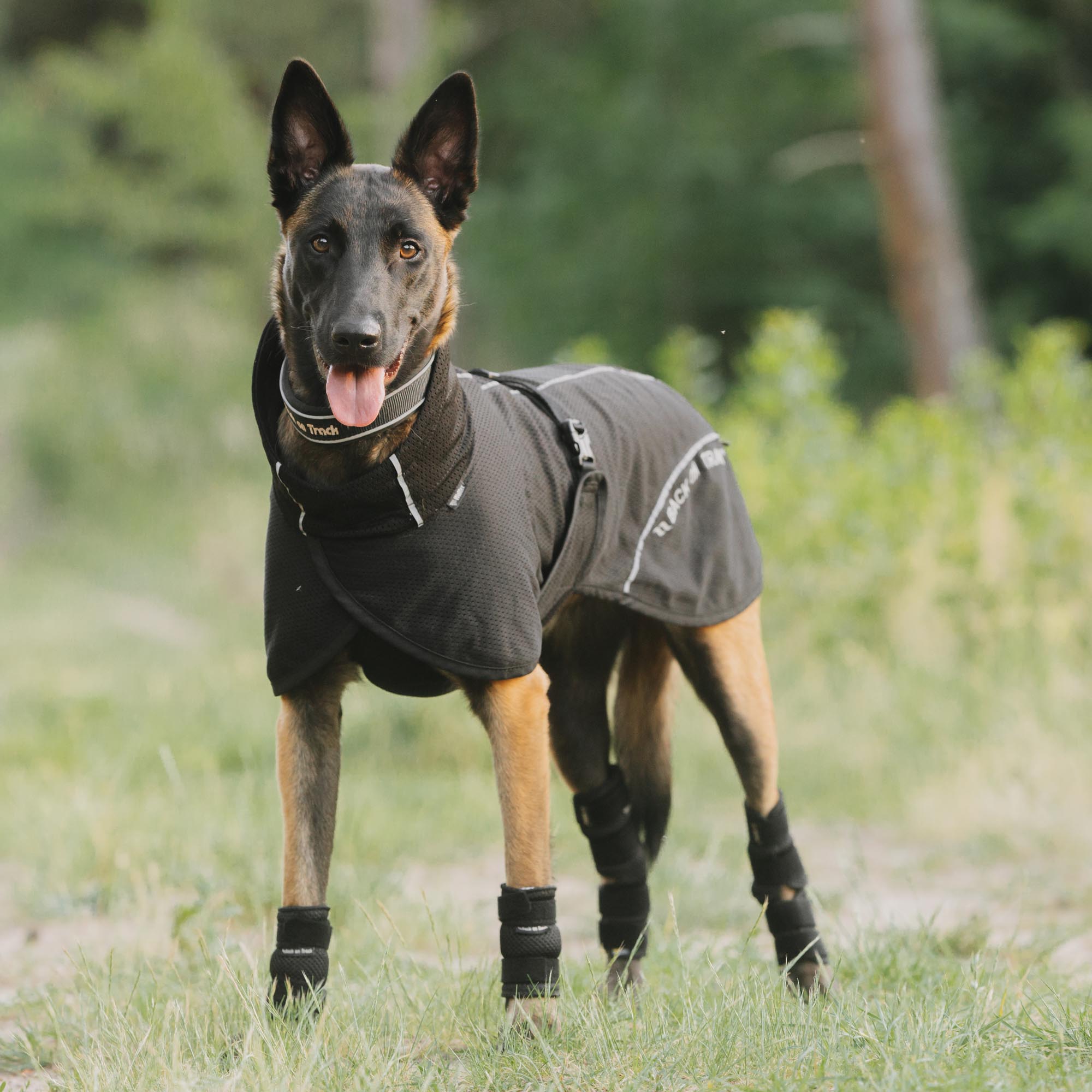 BAY Netz-Hundemantel, Niedriger Rutenansatz