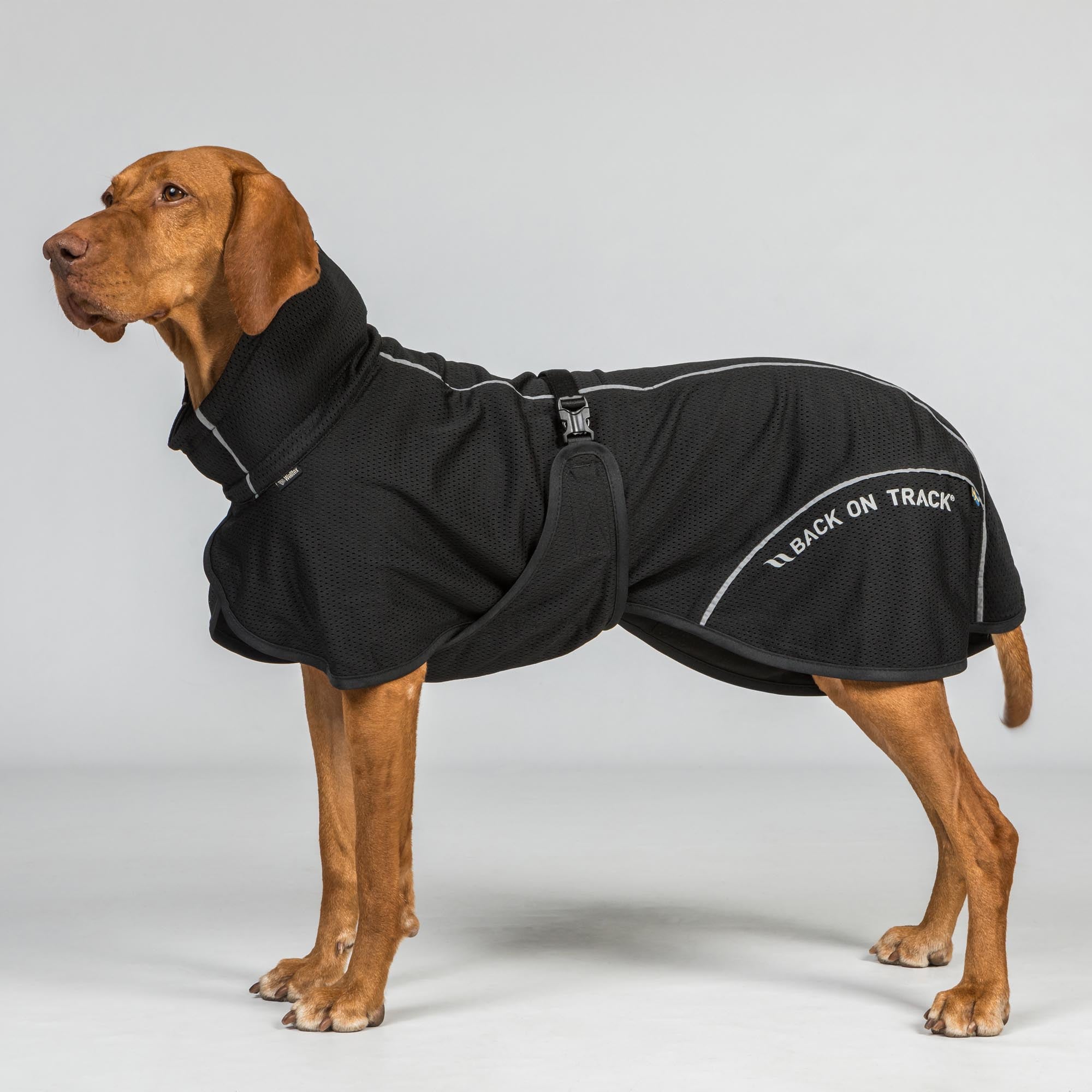 BAY Netz-Hundemantel, Niedriger Rutenansatz