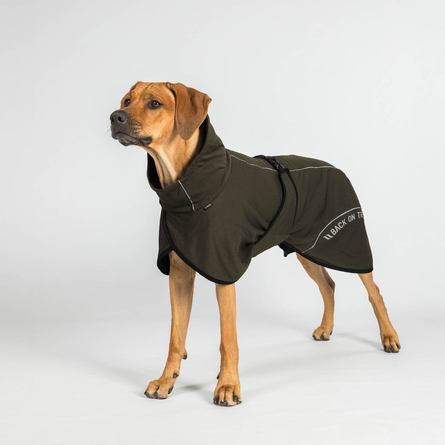 BAY Mesh dog coat, Low set tail