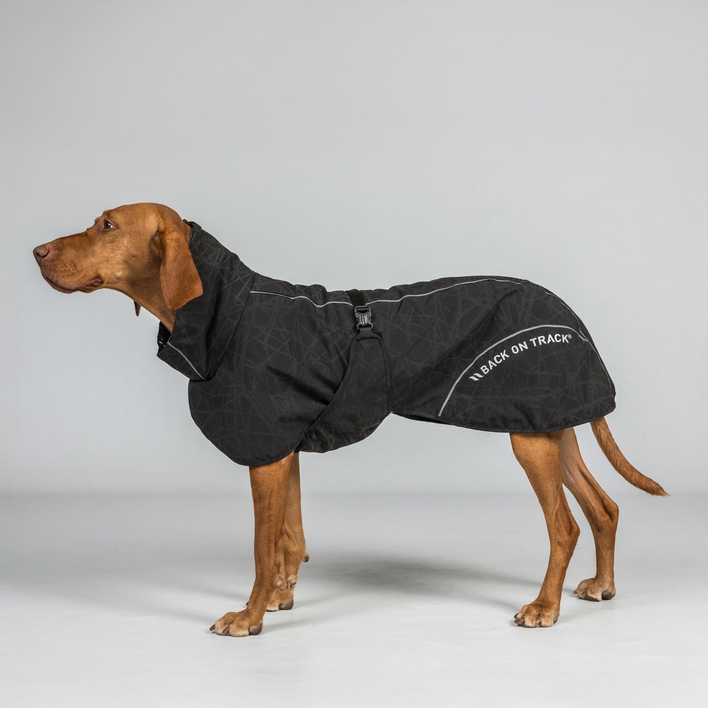BAY Rain Dog Coat - Low Set Tail