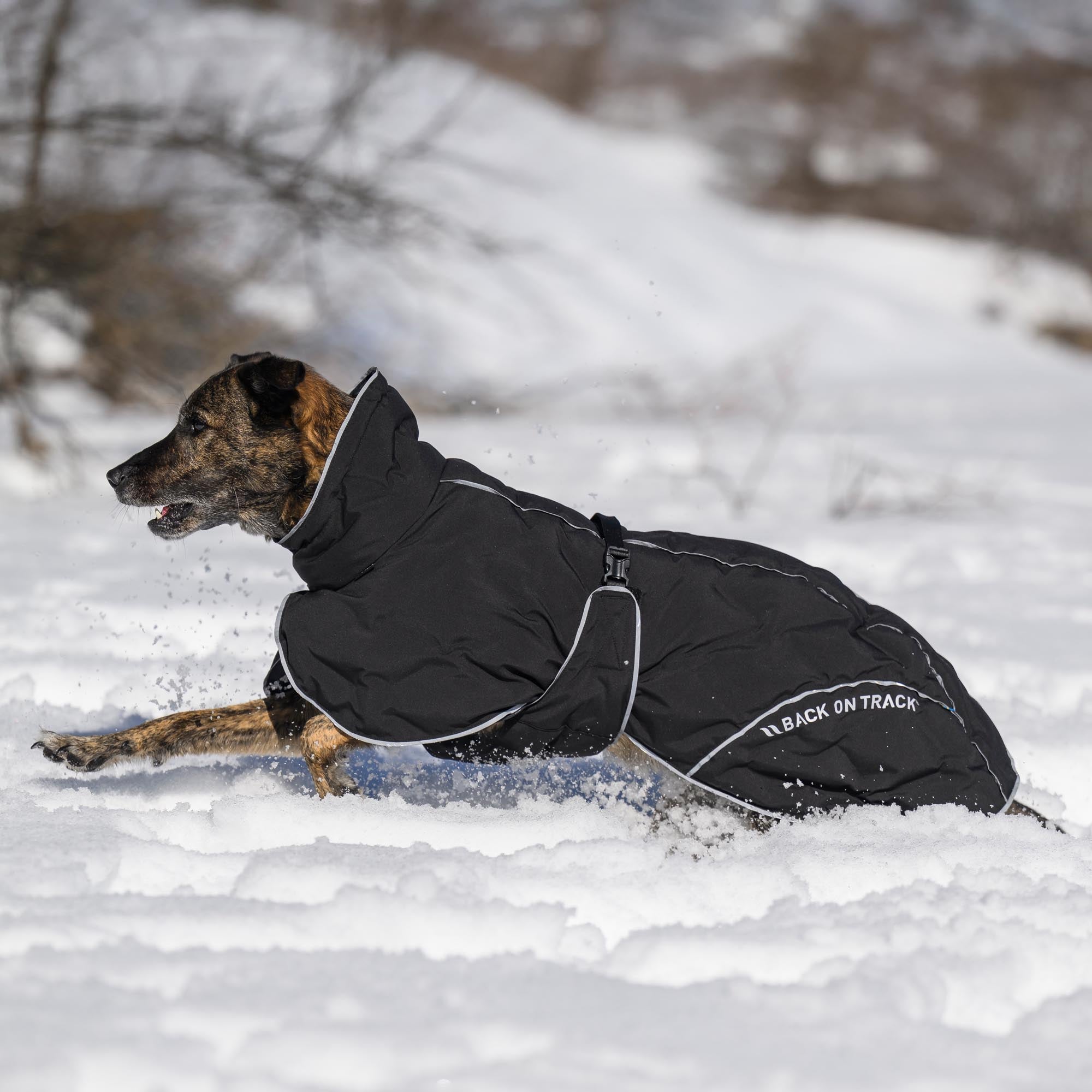 BAY Winter-Hundemantel, Niedriger Rutenansatz