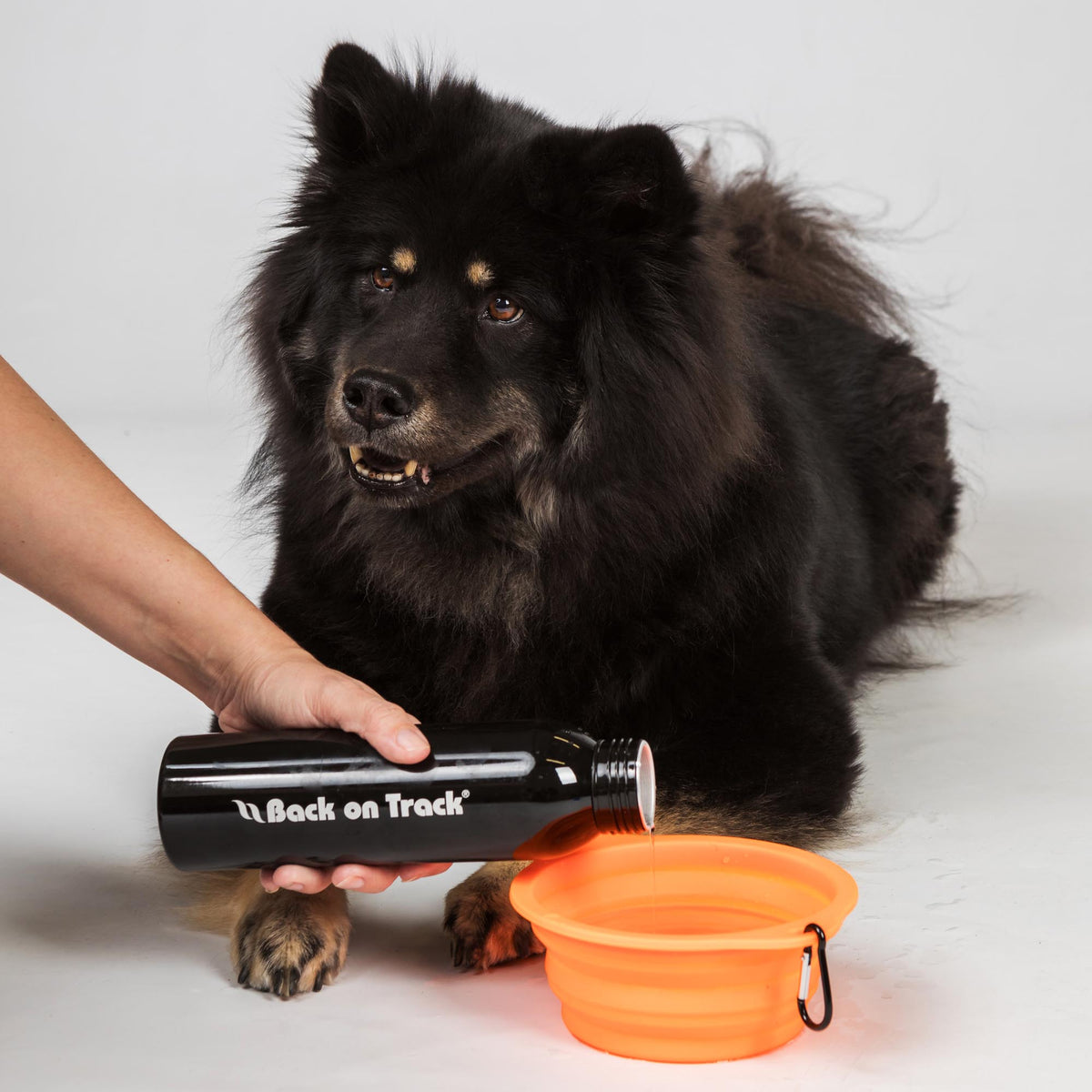 Dog Bowl