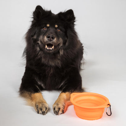 Dog Bowl