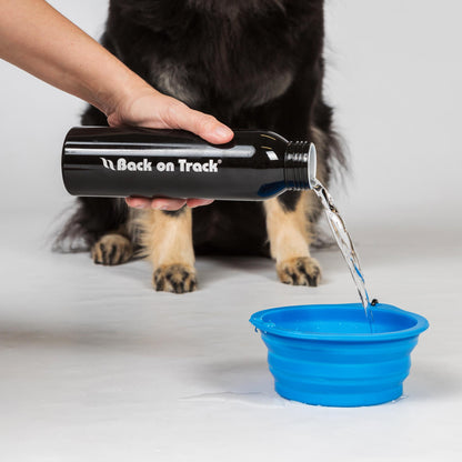 Dog Bowl