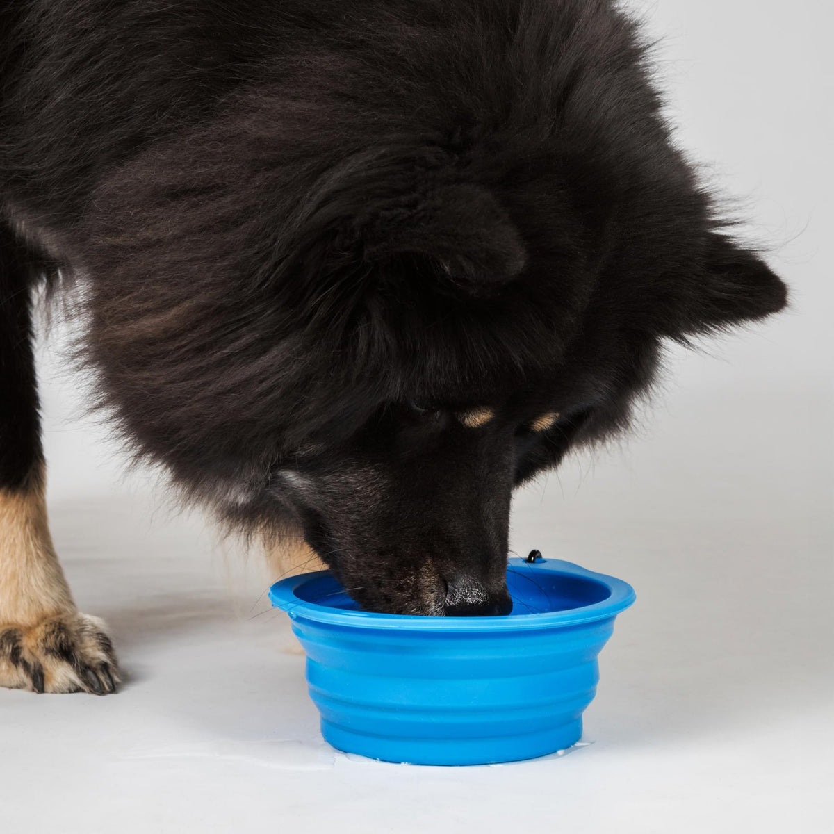 Dog Bowl