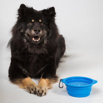 Dog Bowl
