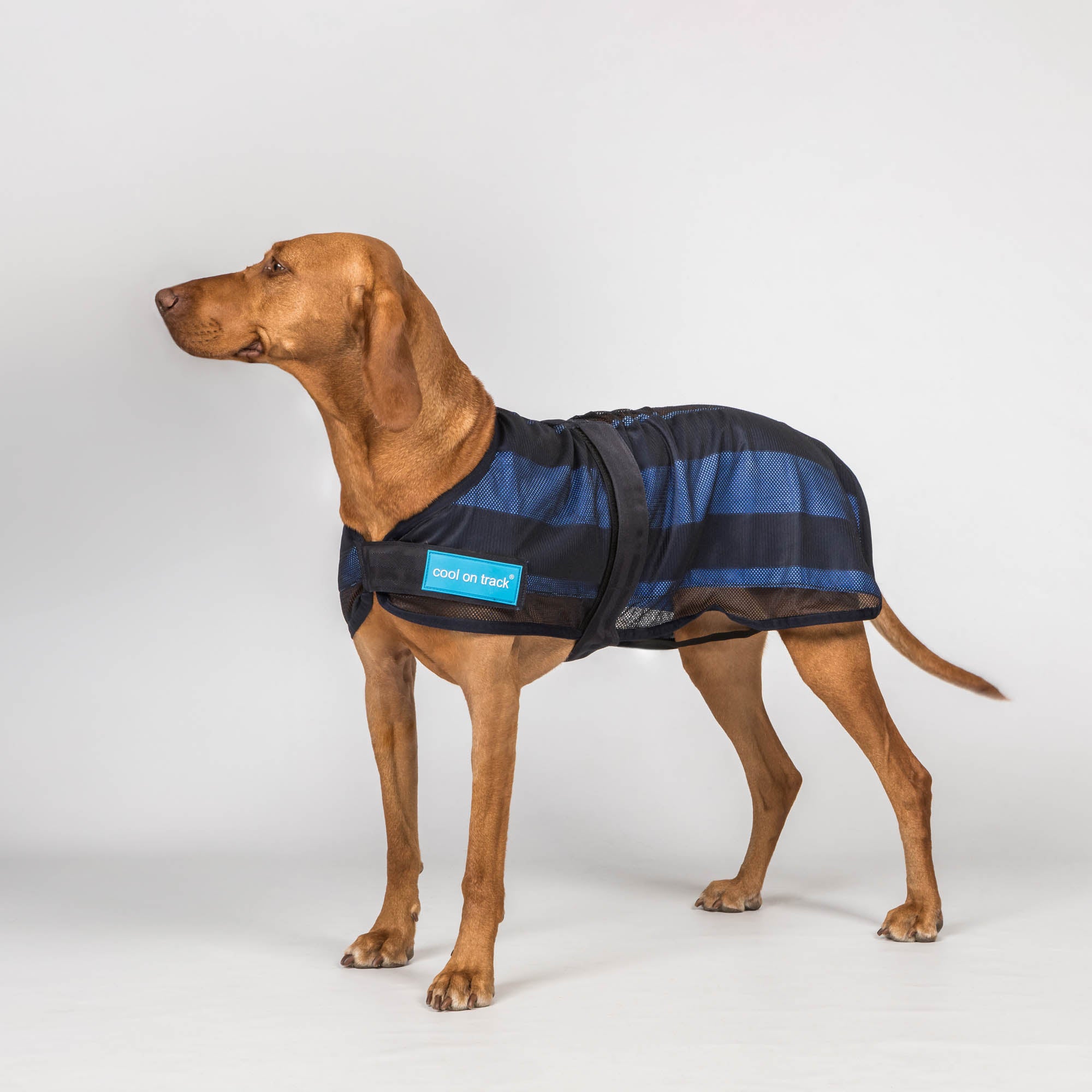 Cool on Track®️ Hundemantel mit Kühl-Effekt 2.0
