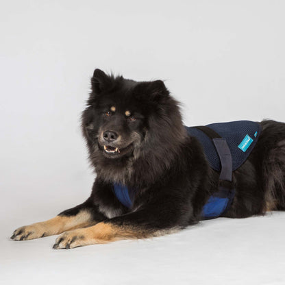 Cool on Track Dog Harness