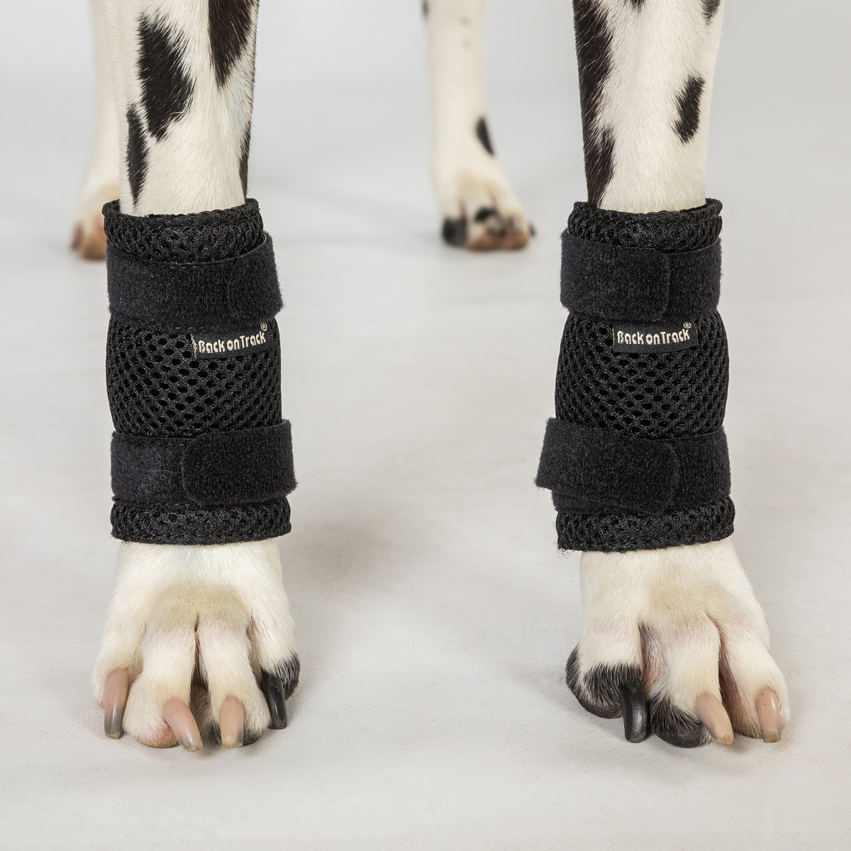 Dog Leg Brace "Milo" - Pair