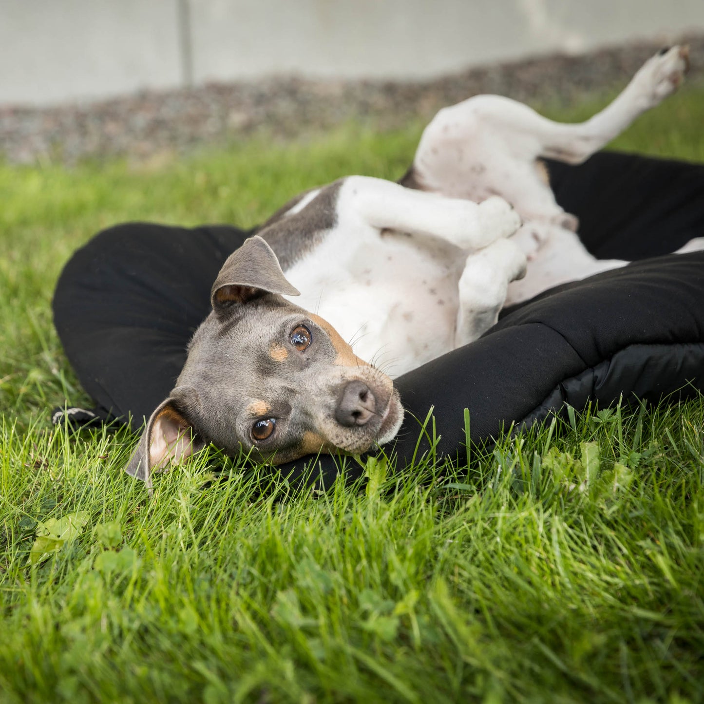 Hunde-Reisebett