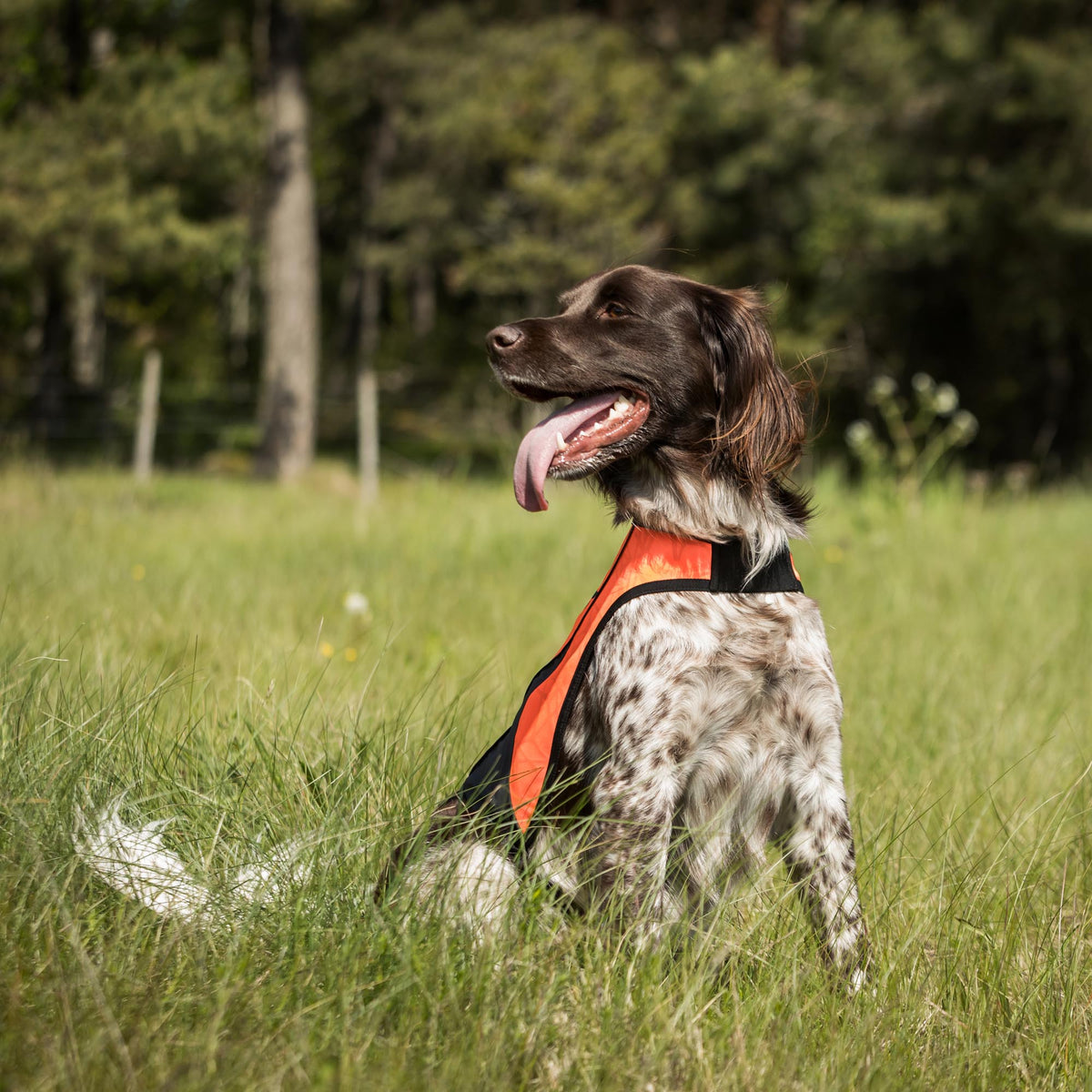 Gilet ad Alta Visibilità per Cani POINT