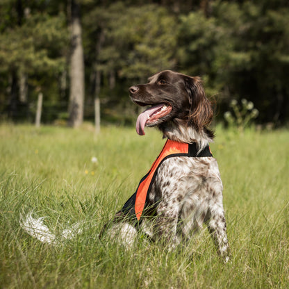 Gilet ad Alta Visibilità per Cani POINT