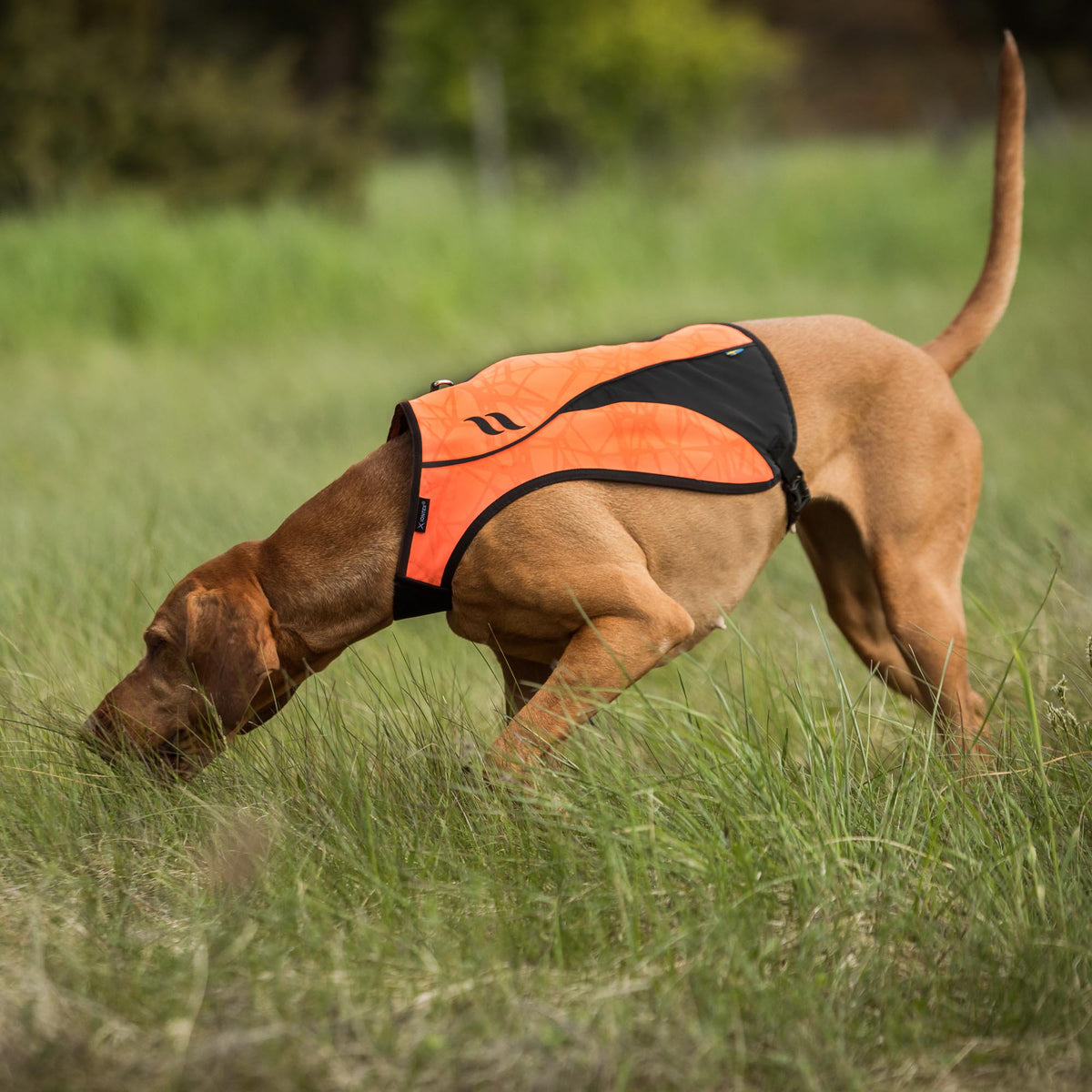 Gilet ad Alta Visibilità per Cani POINT