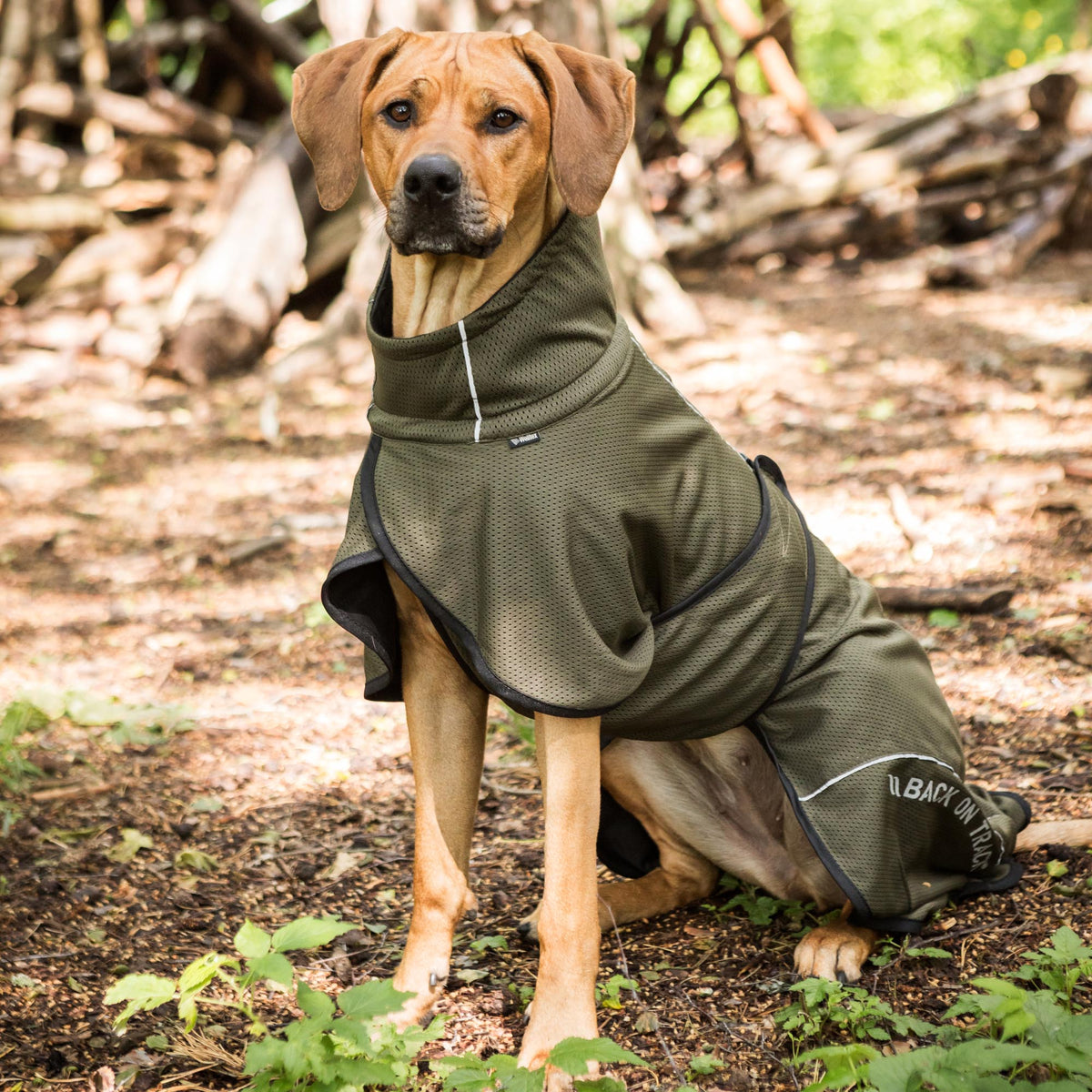 BAY Mesh dog coat, Low set tail