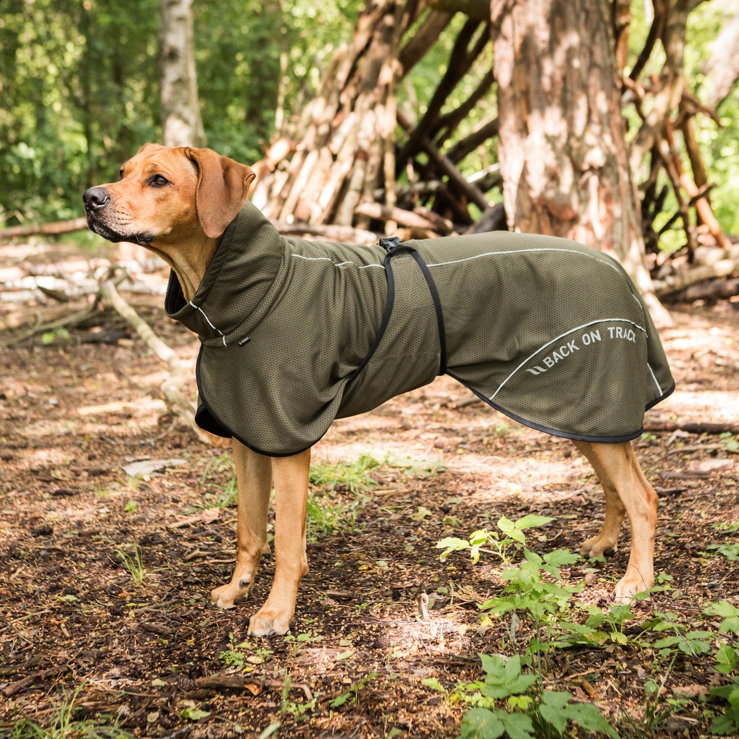 BAY Mesh dog coat, Low set tail