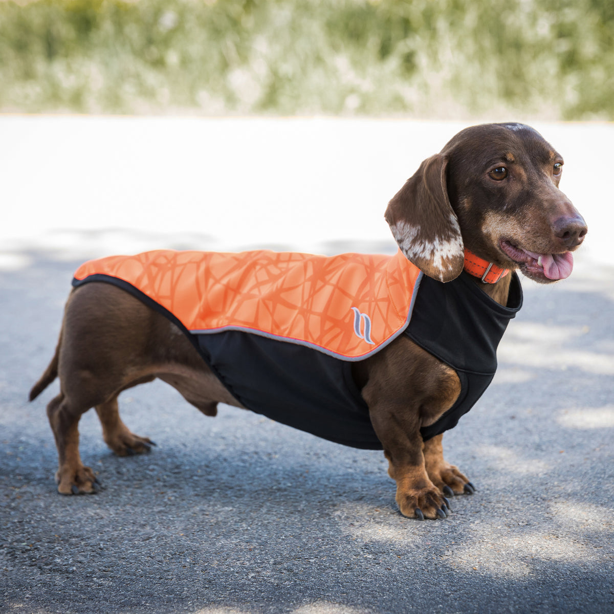 "Eddie" Petit pull pour chien