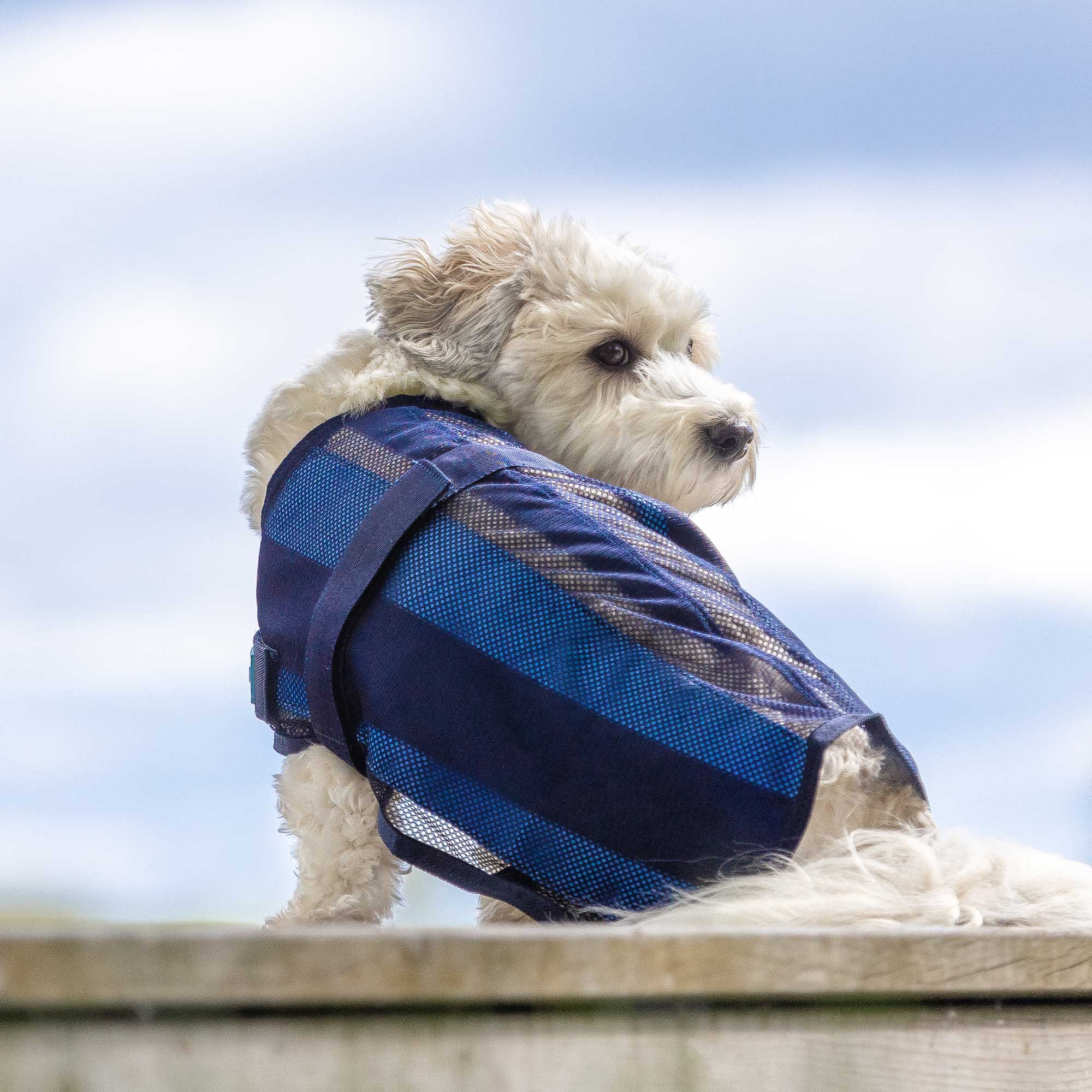 Cool on Track®️ Hundemantel mit Kühl-Effekt 2.0