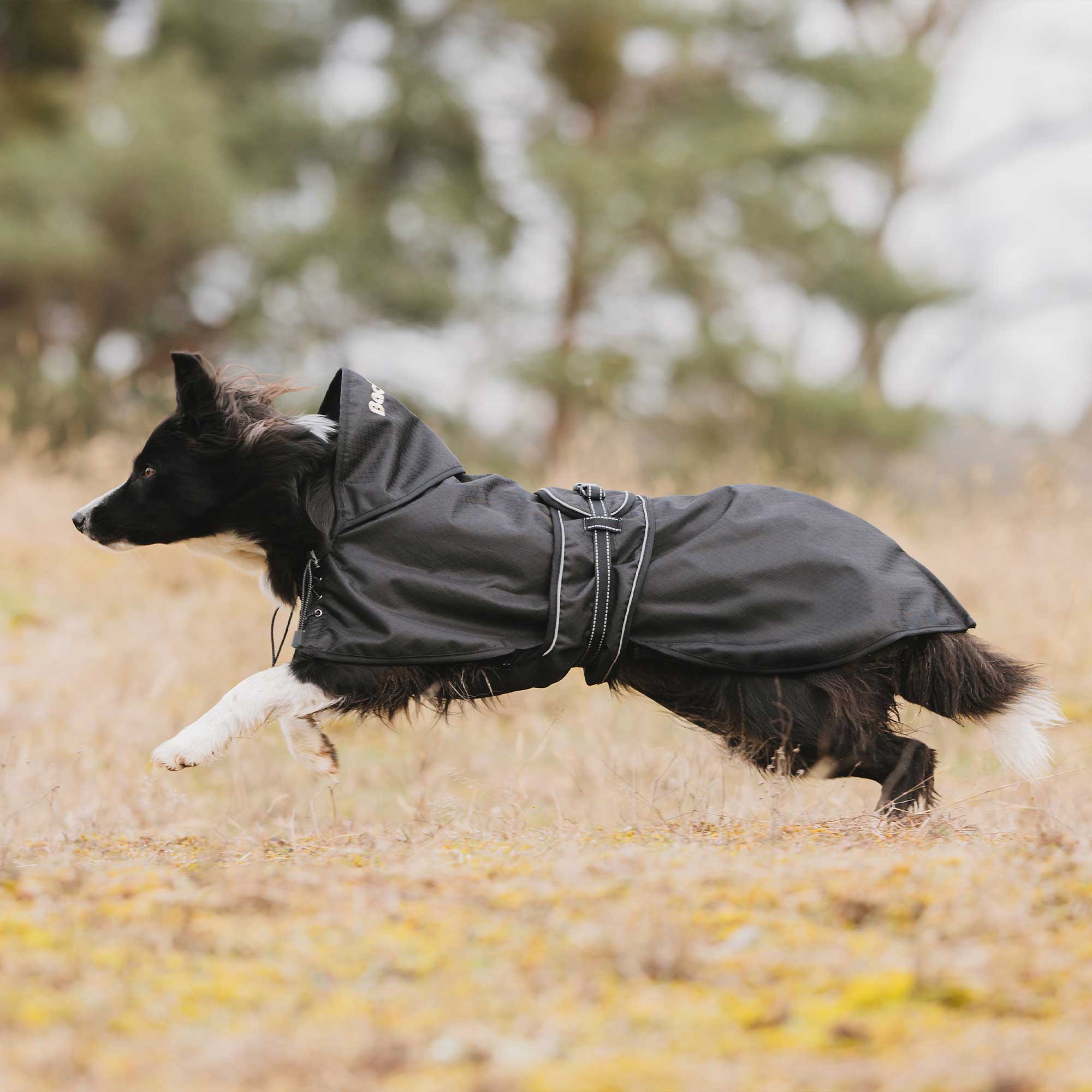 Hunde Allwetterdecke Ungefüttert