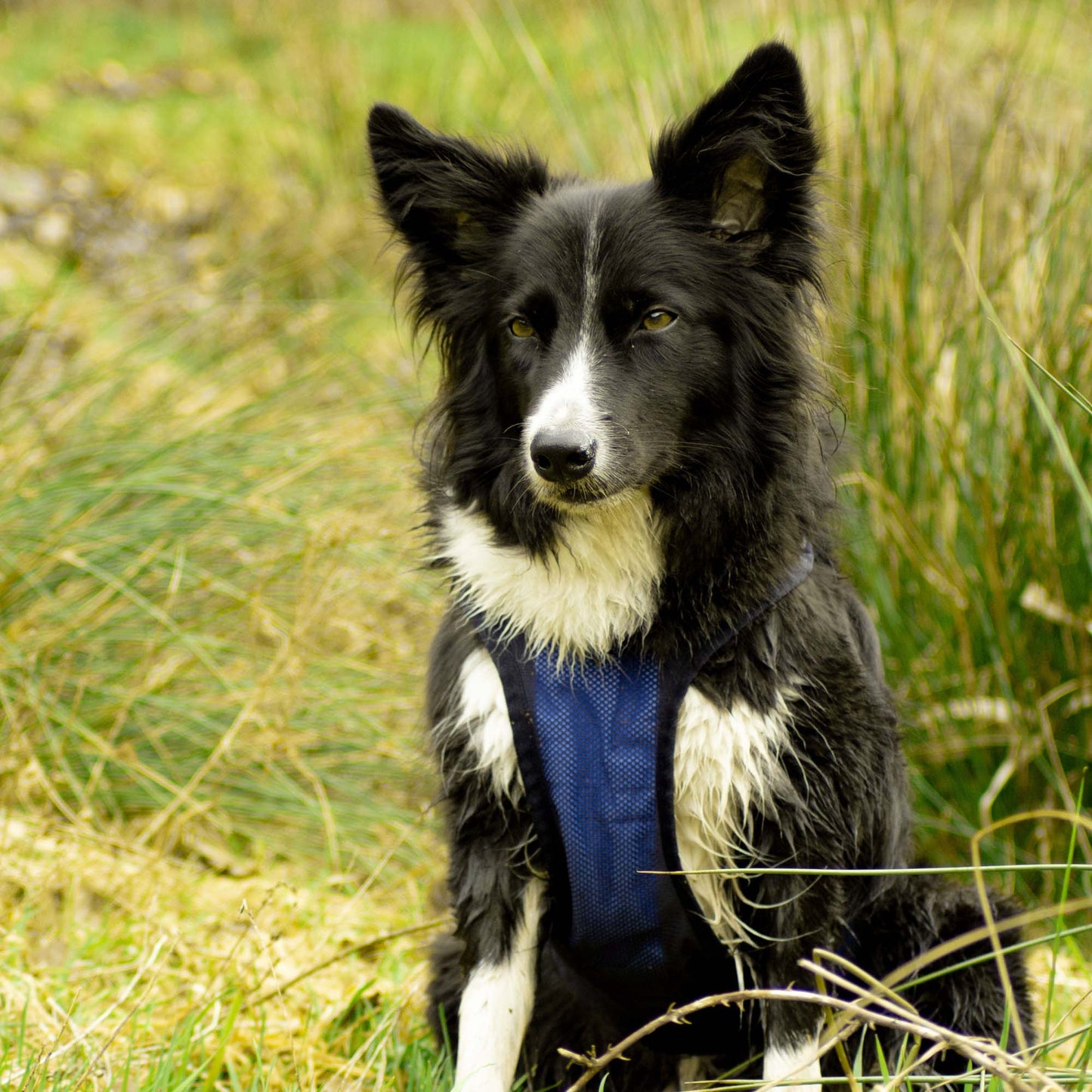Cool on Track Dog Harness