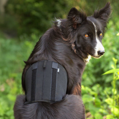 Hunde-Rückenschoner
