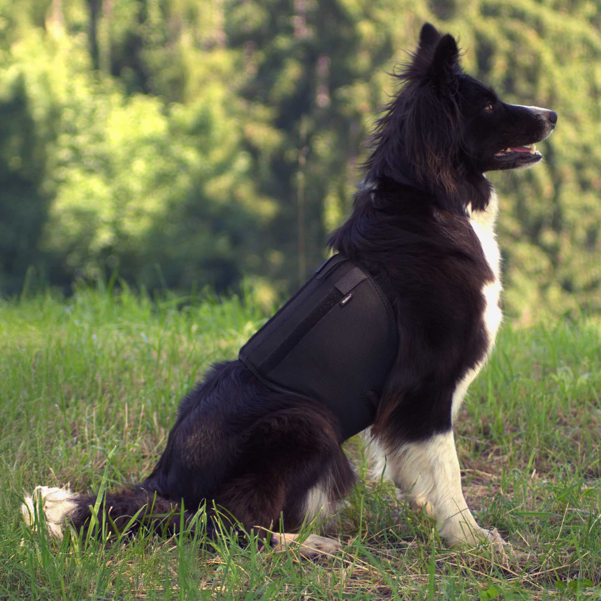Hunde-Rückenschoner