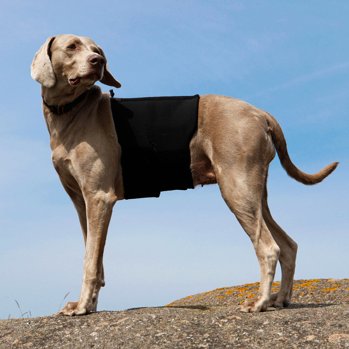 Hunde-Rückenschoner