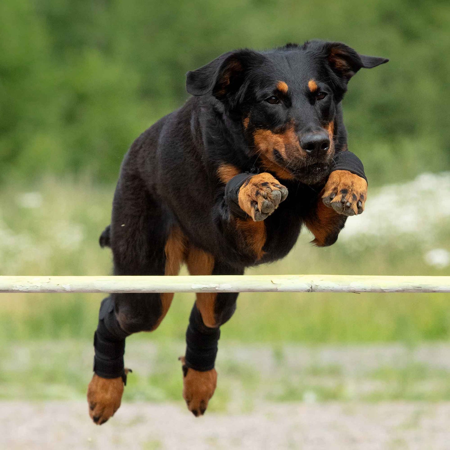 Sprunggelenkschoner für Hunde