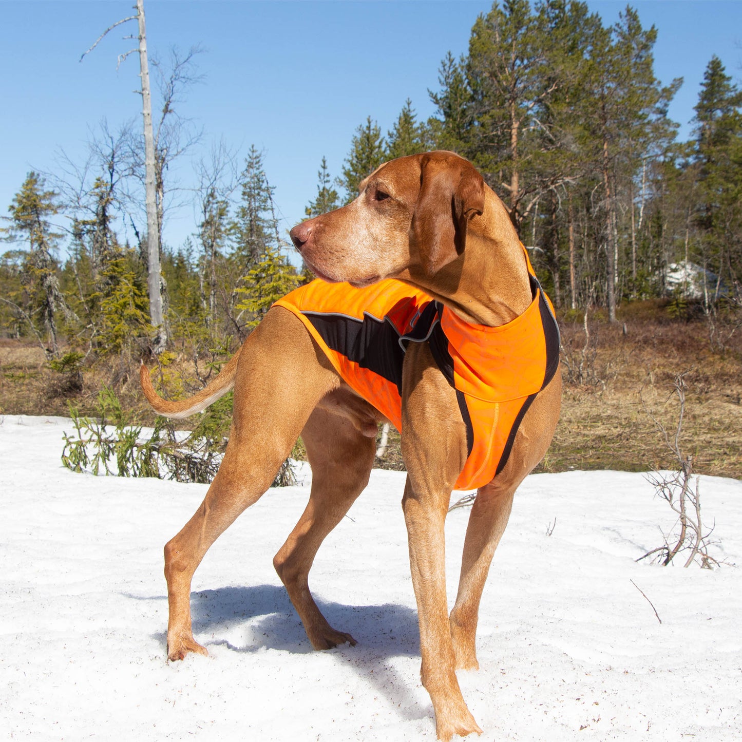 "Eddie" Hundepullover