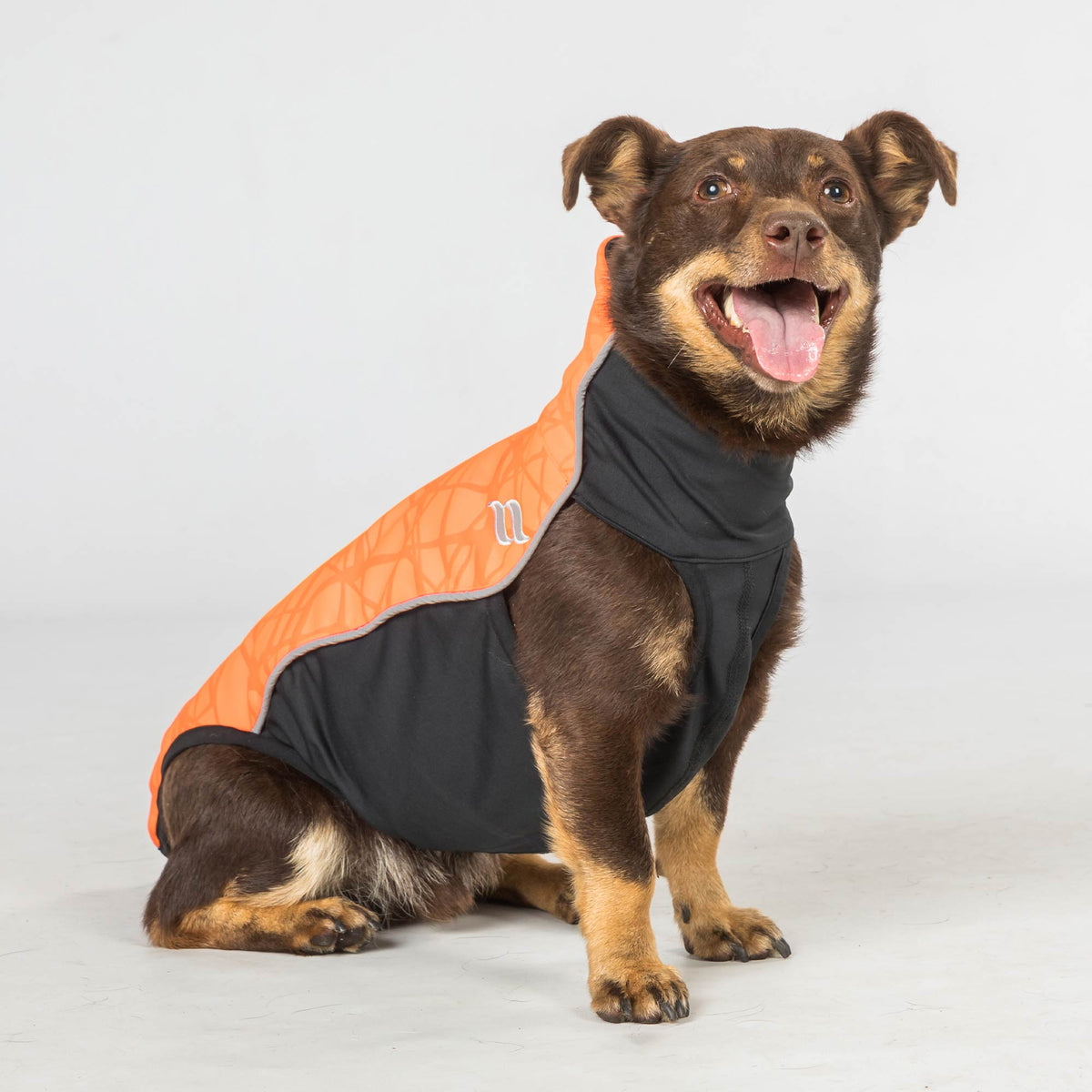 "Eddie" Petit pull pour chien