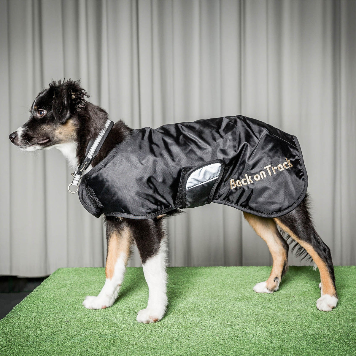 Hundhalsband Molly - Back on Track Sverige (5300242448539)