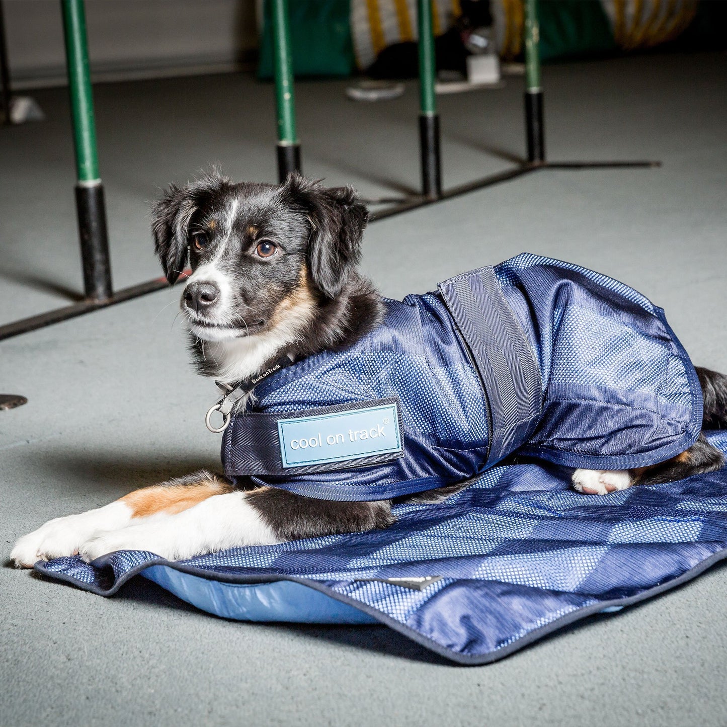 Cool on track Kyltäcke Hund - Back on Track Sverige (5300240318619)