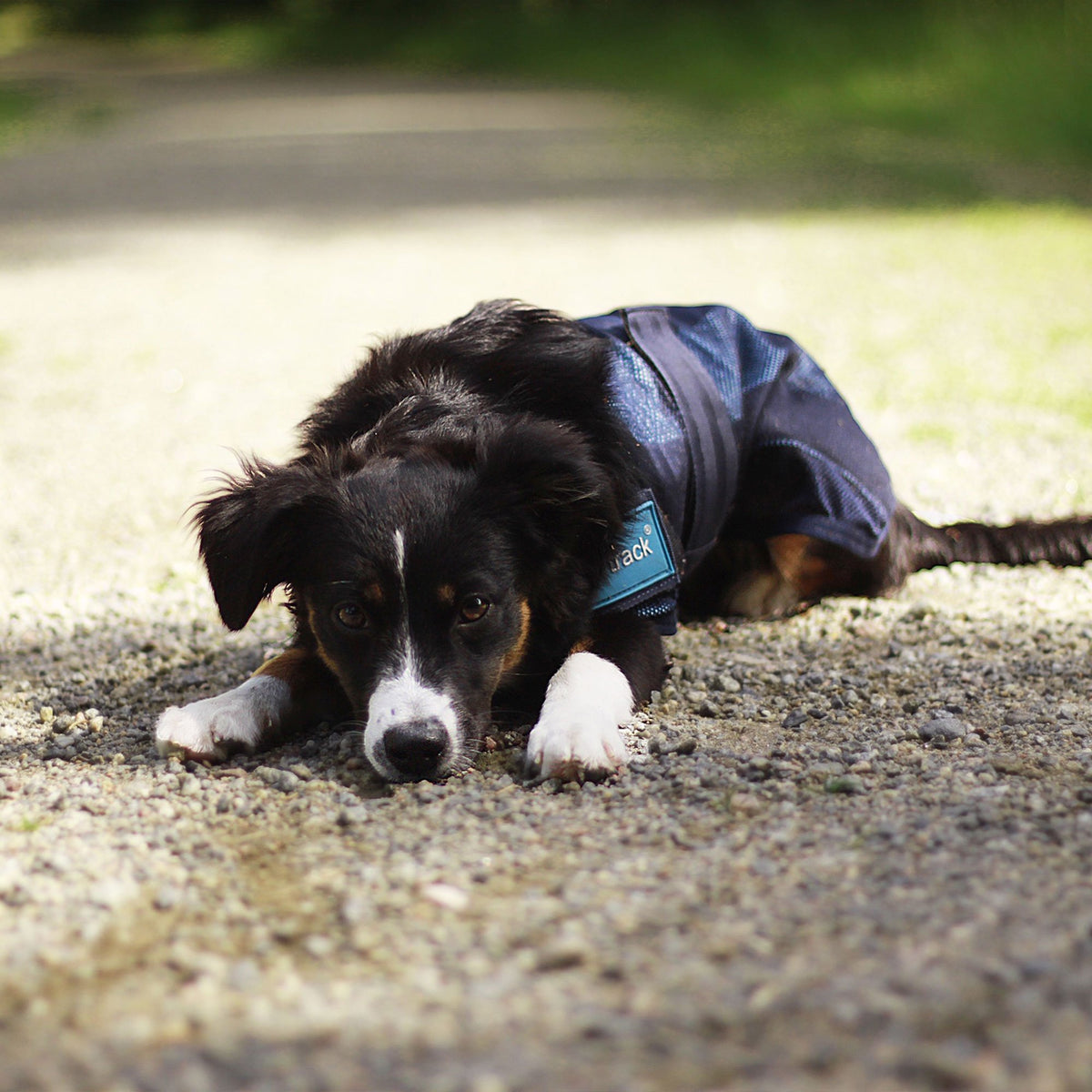 Cool on track Kyltäcke Hund - Back on Track Sverige (5300240318619)