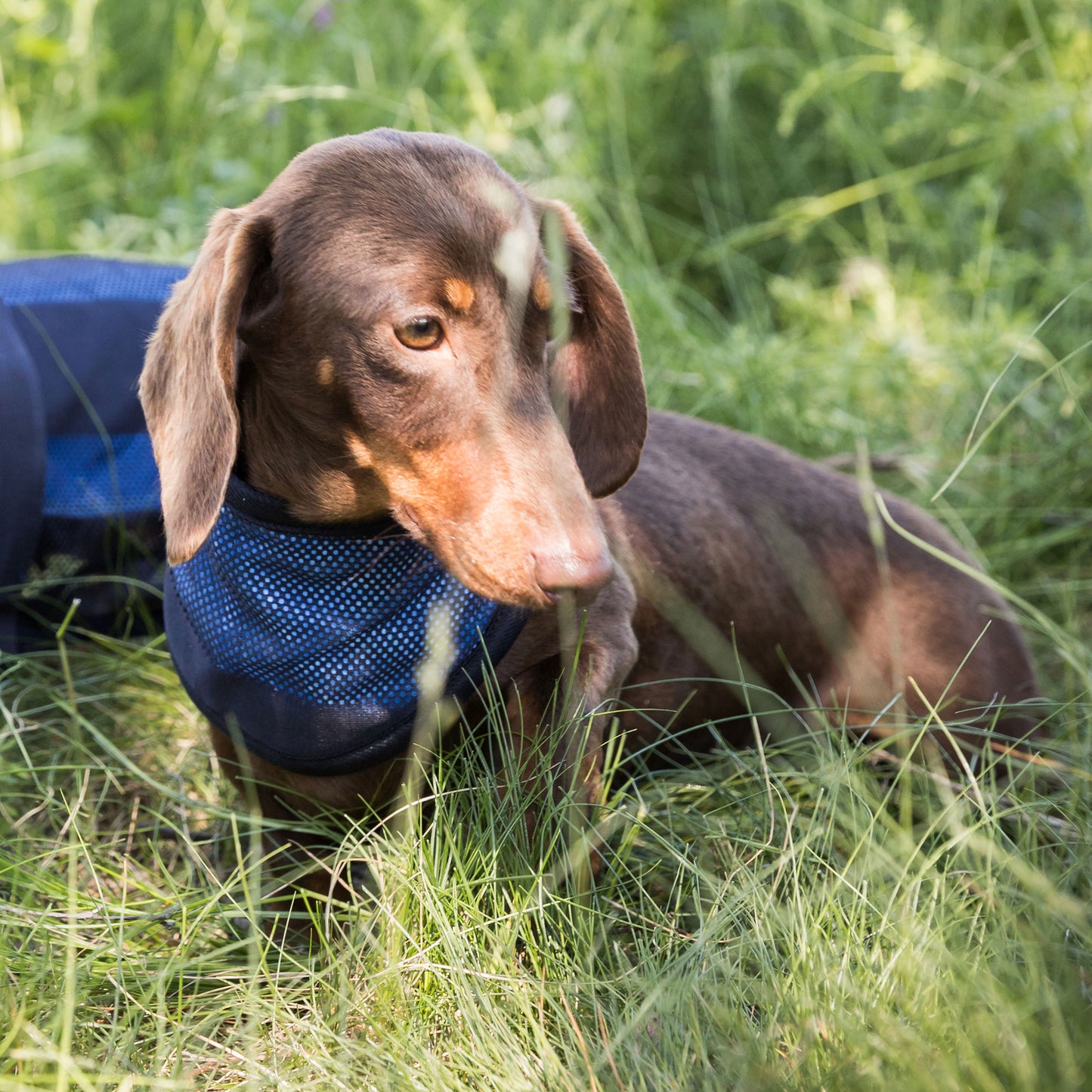 Cool on Track® Kühl-Bandana