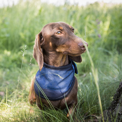 Cool on Track® Kühl-Bandana