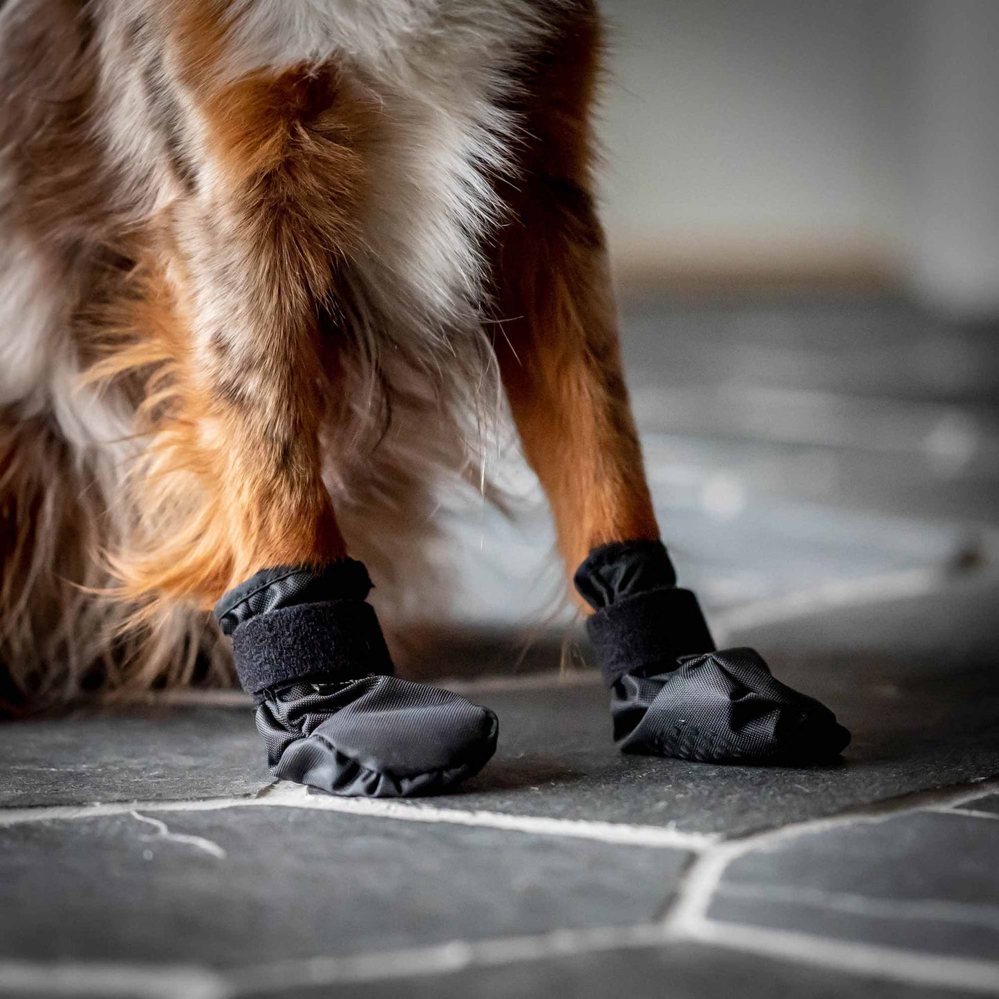 "Koda" Pet Shoes
